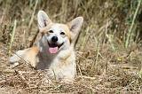 CORGI PEMBROKE 007